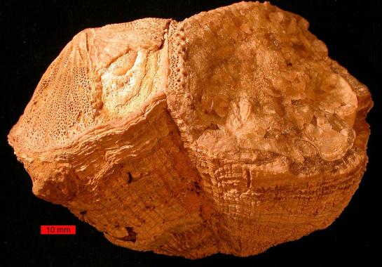 1032px-rudistcretaceousuae.jpg